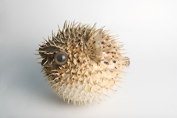 Image showing Porcupine fish