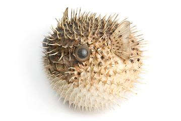 Image showing Porcupine fish