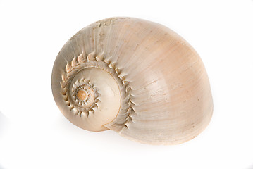 Image showing sea shell 