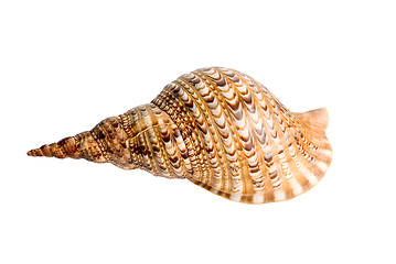 Image showing sea shell 