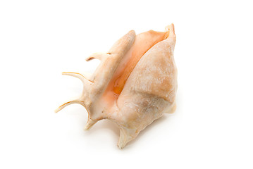 Image showing Sea shell