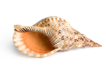 Image showing sea shell