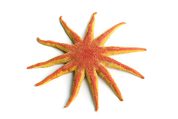 Image showing Beauty starfish