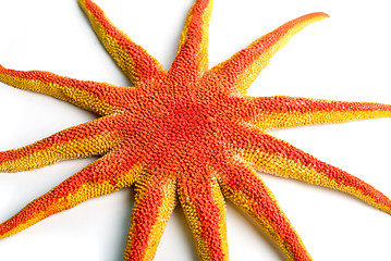 Image showing starfish closeup