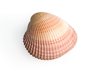 Image showing sea shell 