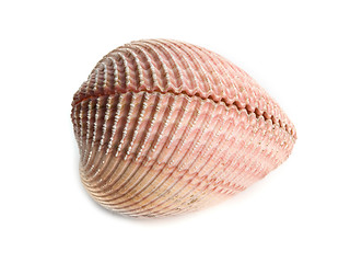 Image showing sea shell 