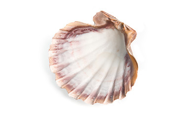 Image showing sea shell