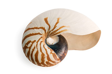 Image showing sea shell