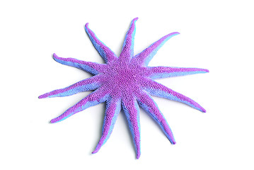 Image showing Green starfish