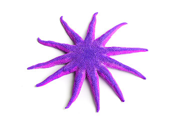 Image showing Purple starfish