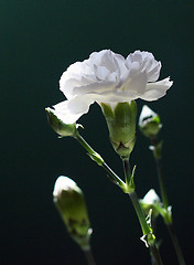 Image showing White Carnation