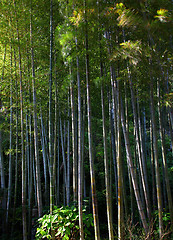 Image showing bamboo grove