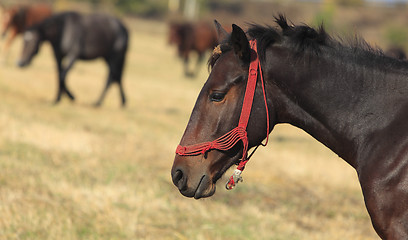 Image showing Profile of a horse