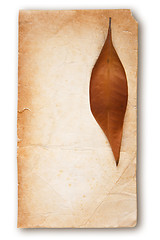Image showing Old Paper and Autumn Leaf