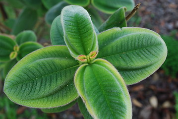 Image showing Ligustrum Japonnicum Plant