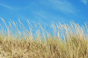 Image showing Reed grass background on a tropical beach