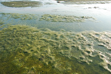 Image showing Green algae swamp