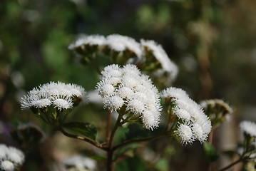 Image showing Ageratina Adenophora (daisy)