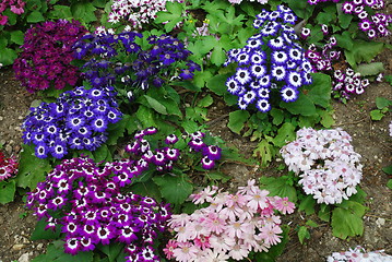 Image showing Colorful Daisys on a Park