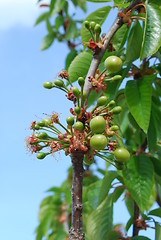 Image showing Cherry Tree/Flower