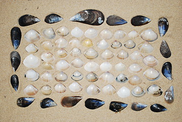 Image showing Seashells background on sand