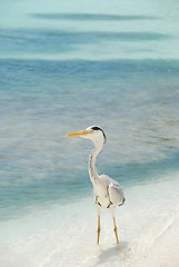 Image showing Heron on a maldivian island