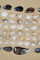 Image showing Seashells background on sand