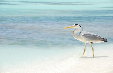 Image showing Heron on a maldivian island