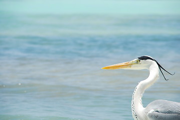 Image showing Closeup of a Heron on a maldivian island