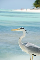 Image showing Closeup of a Heron on a maldivian island