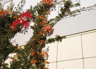 Image showing Colorful clinging flowers