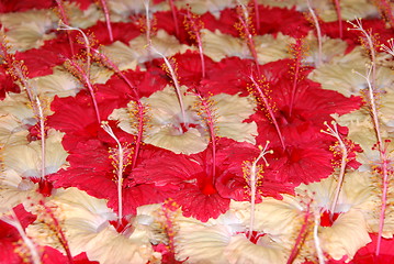 Image showing Red and yellow hibiscus pistilles flowers