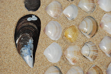 Image showing Seashells background on sand