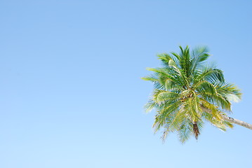Image showing Vibrant coconut palm tree