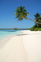 Image showing Beach paradise with palm tree hanging