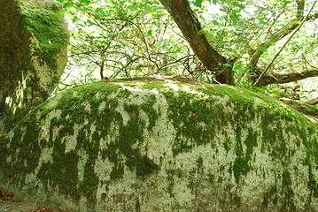 Image showing Bright scene with mossy stones in the jungle