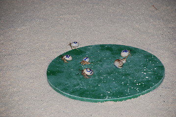 Image showing Crab race competition