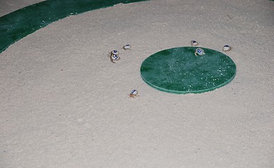 Image showing Crab race competition