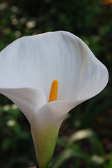 Image showing White Calla on a botanic garden