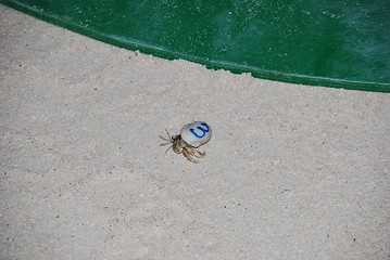 Image showing Crab race competition