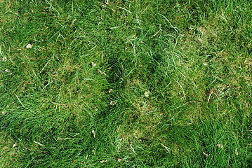 Image showing Green grass background