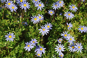 Image showing Bunch of Purple Daisys