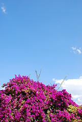 Image showing Purple Bouganvilla flowers