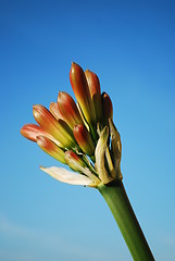 Image showing Orange Clivia Miniata