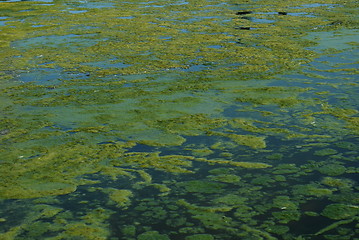 Image showing Green algae swamp