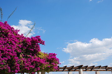 Image showing Purple Bouganvilla flowers