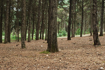 Image showing Beautiful landscape on a forrest