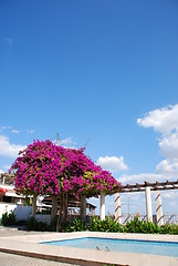 Image showing Purple Bouganvilla flowers