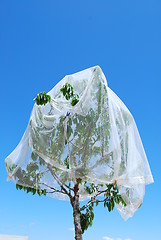 Image showing Protecting cherry tree