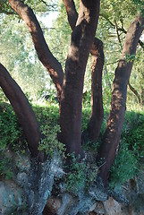 Image showing Beautiful Oak tree